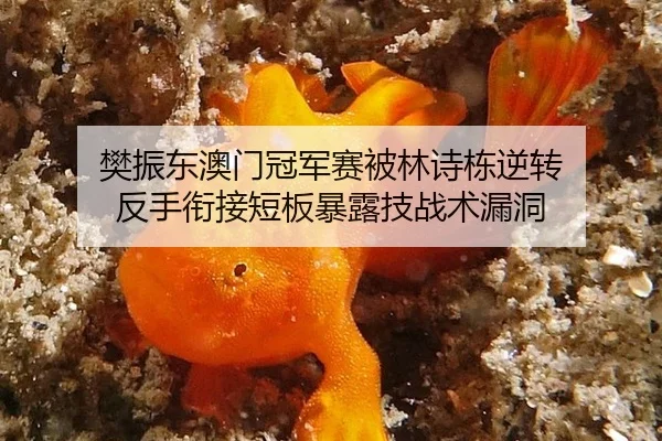 樊振东澳门冠军赛被林诗栋逆转 反手衔接短板暴露技战术漏洞